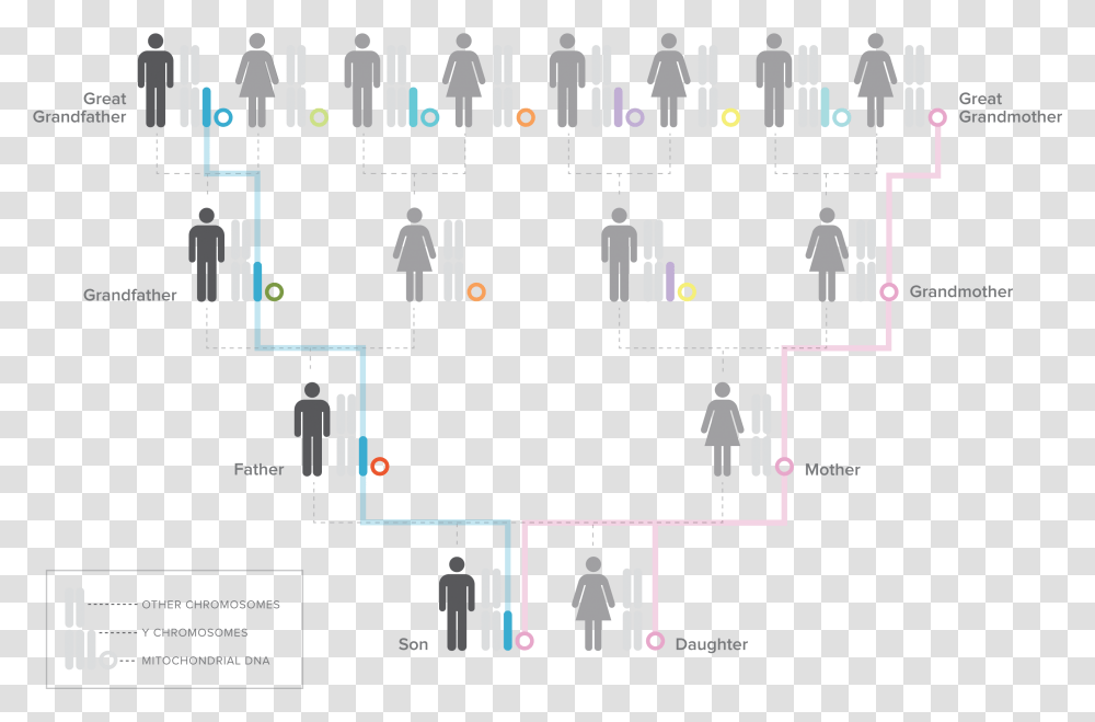 Familial Dna, Person, Plot, Building Transparent Png