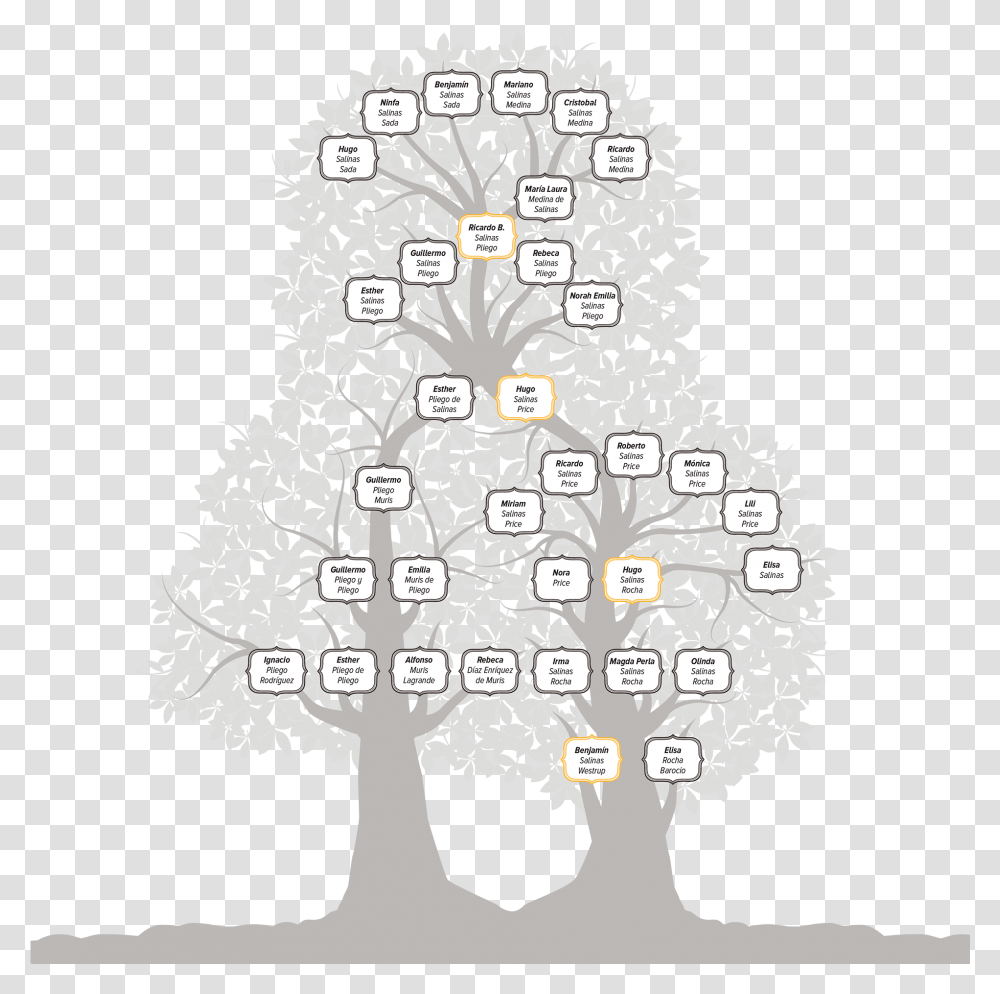 Family Arbol Genealogico De Salinas, Tree, Plant, Christmas Tree, Ornament Transparent Png