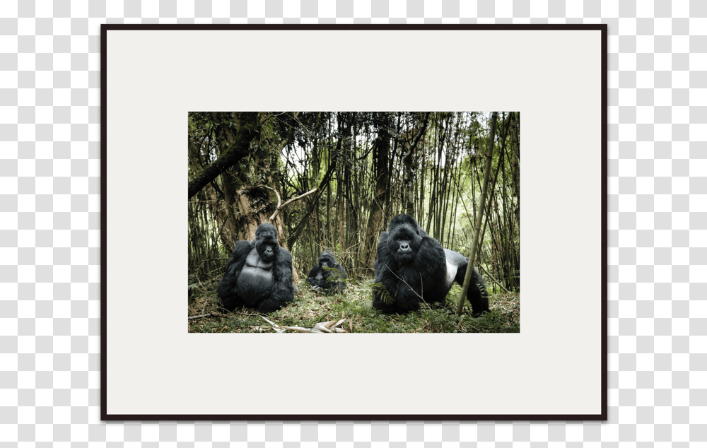 Family Portrait Chris Schmid Gorilla, Ape, Wildlife, Mammal, Animal Transparent Png