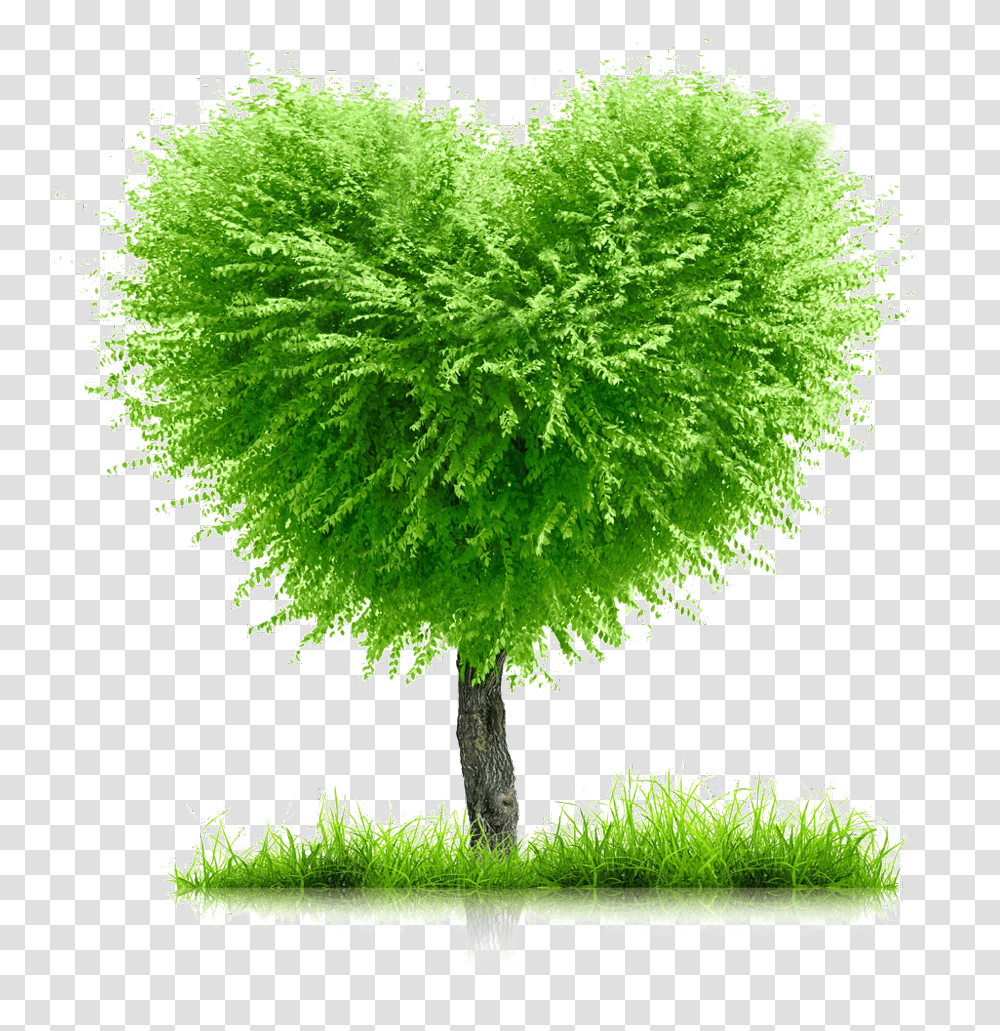 Family Tree Background, Plant, Green, Moss, Jar Transparent Png
