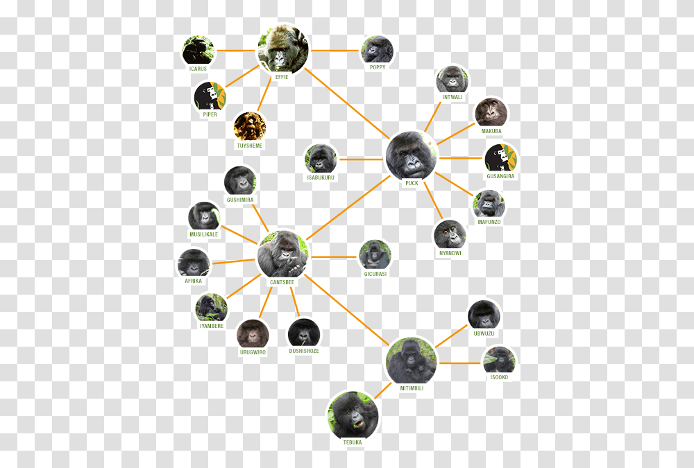 Family Tree On Mobile, Network, Diagram Transparent Png