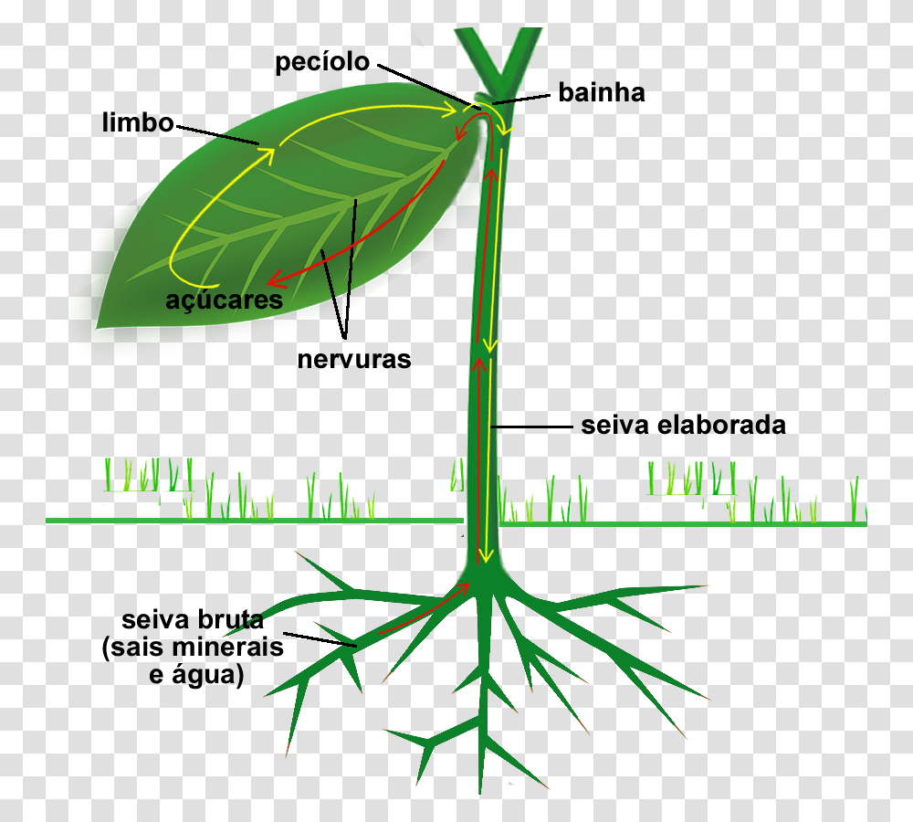 Family Tree, Outdoors, Plant, Nature, Leaf Transparent Png