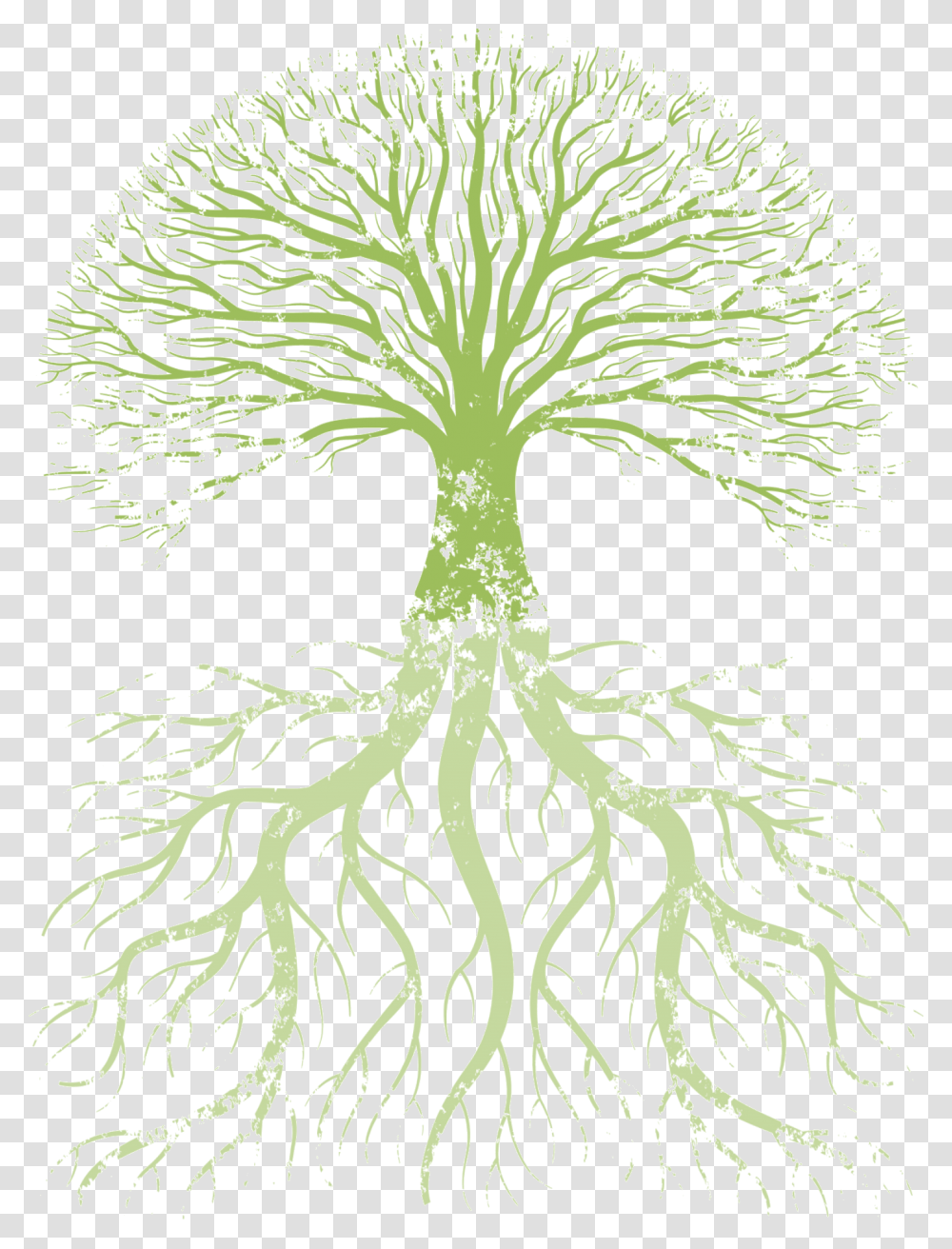 Family Tree Root Tree Of Life True Knowledge Is Knowing The Extent Of One's Ignorance, Plant, Transparent Png