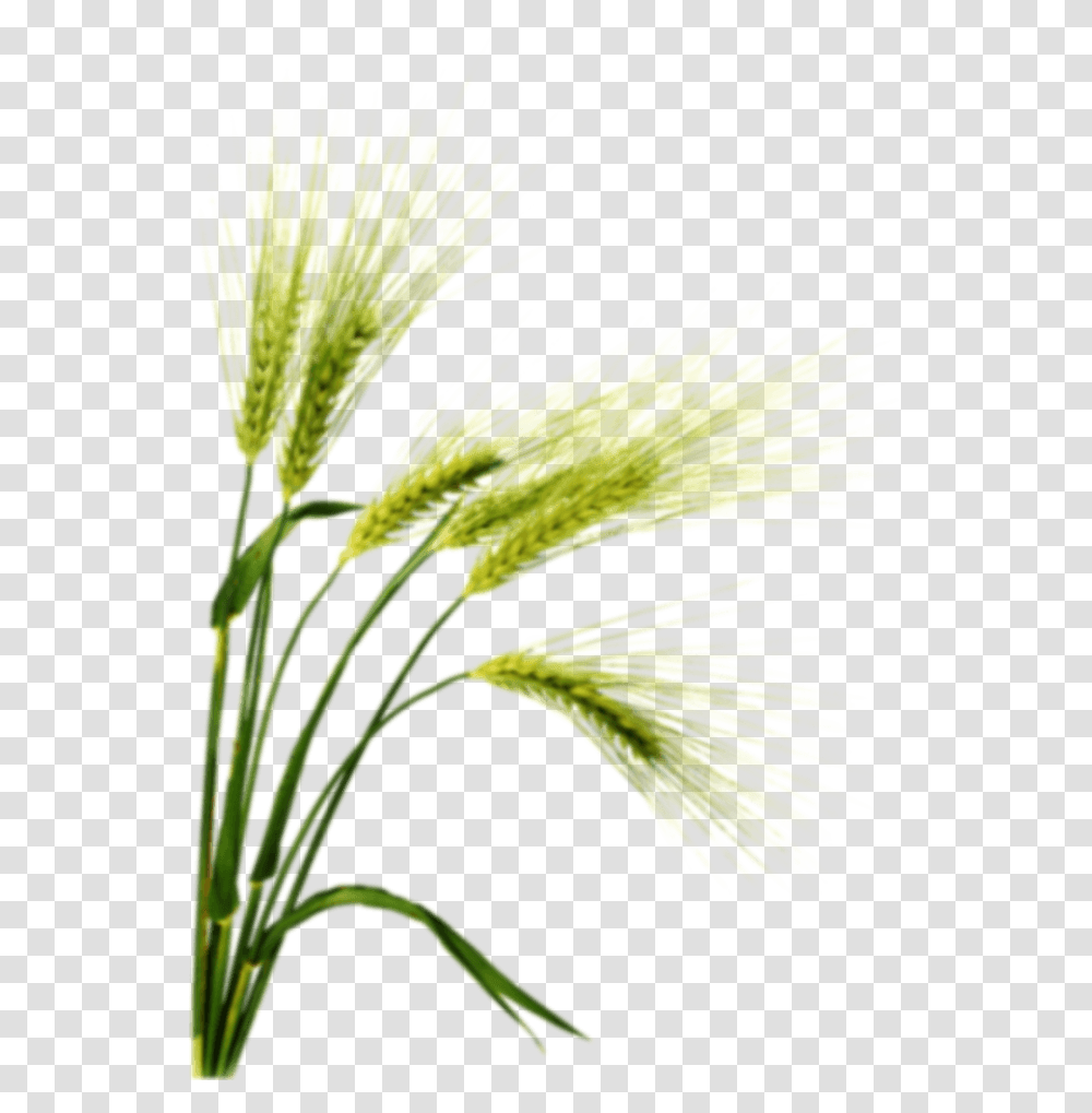 Familybotanyflowering Plantwhite Pinetriticalefood Barley, Blossom, Petal, Pollen, Iris Transparent Png