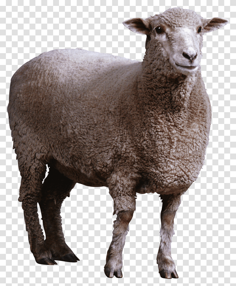 Familyterrestrial Animalsnoutanimal Figuregoats Sheep, Mammal Transparent Png