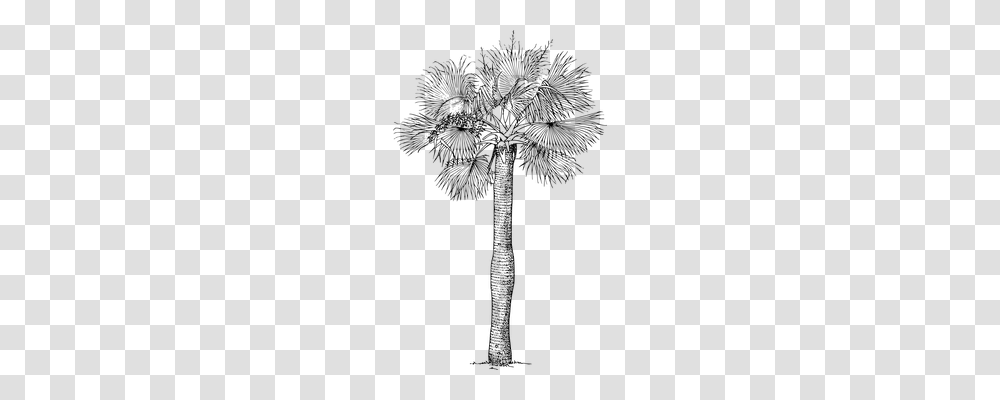 Fan Palm Nature, Gray, World Of Warcraft Transparent Png