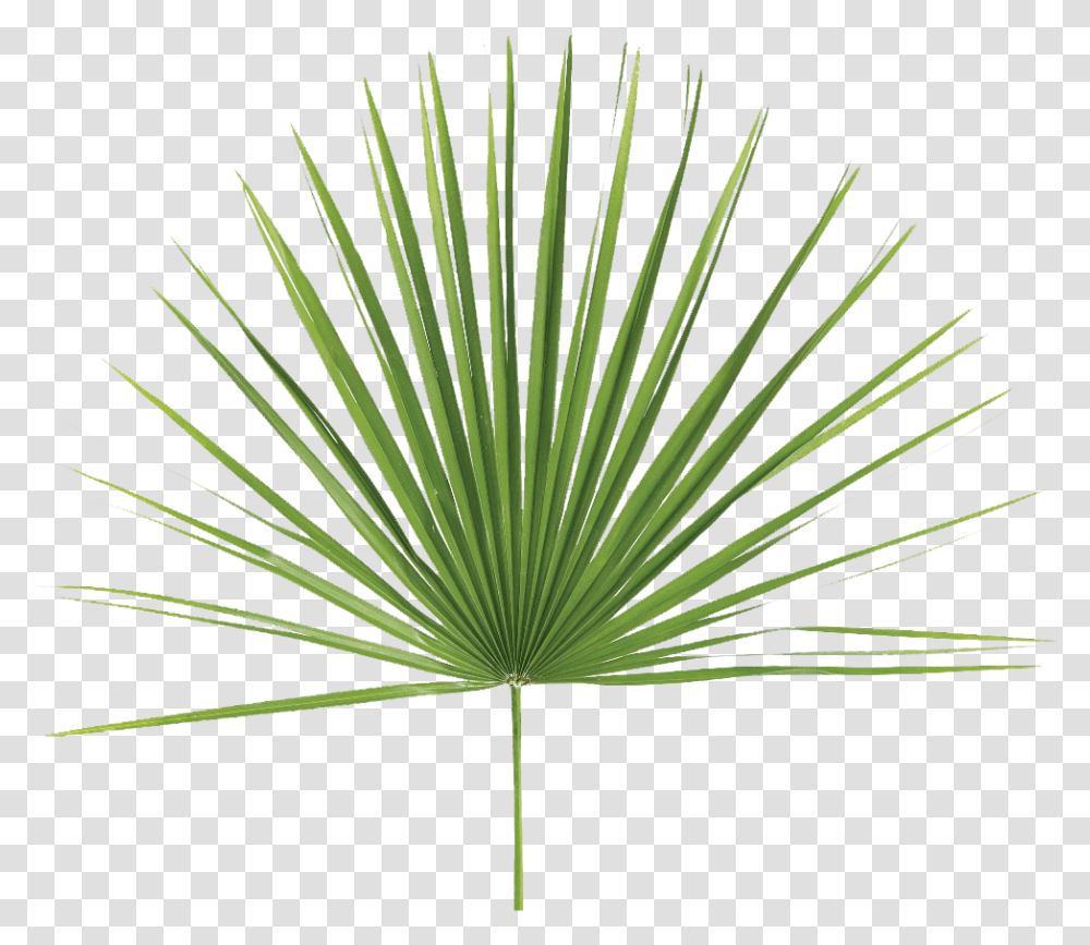 Fan Palm Leaf, Plant, Green, Tree, Grass Transparent Png