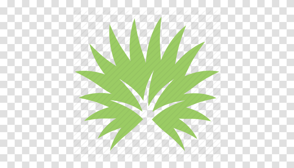 Fan Palm Palm Leaf Palm Sunday Leaf Palmetto Leaf Tropical, Plant, Vegetation, Weed, Hemp Transparent Png