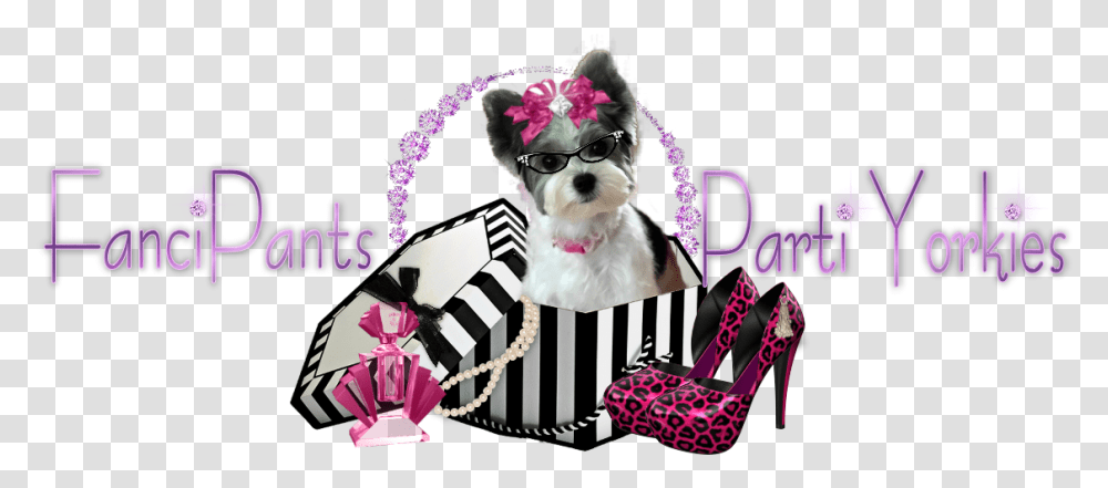 Fancipants Parti Yorkies Akc Yorkshire Terriers Florida Dog Clothes, Performer, Pet, Canine, Animal Transparent Png