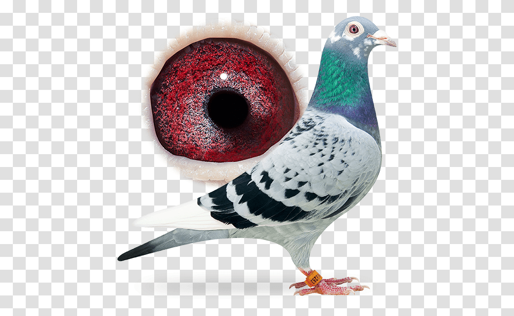Fancy Pigeon, Bird, Animal, Dove Transparent Png