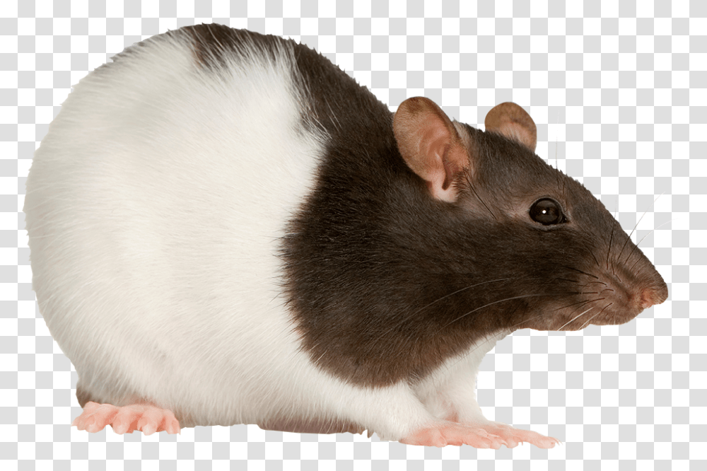 Fancy Rat On White Background, Rodent, Mammal, Animal Transparent Png
