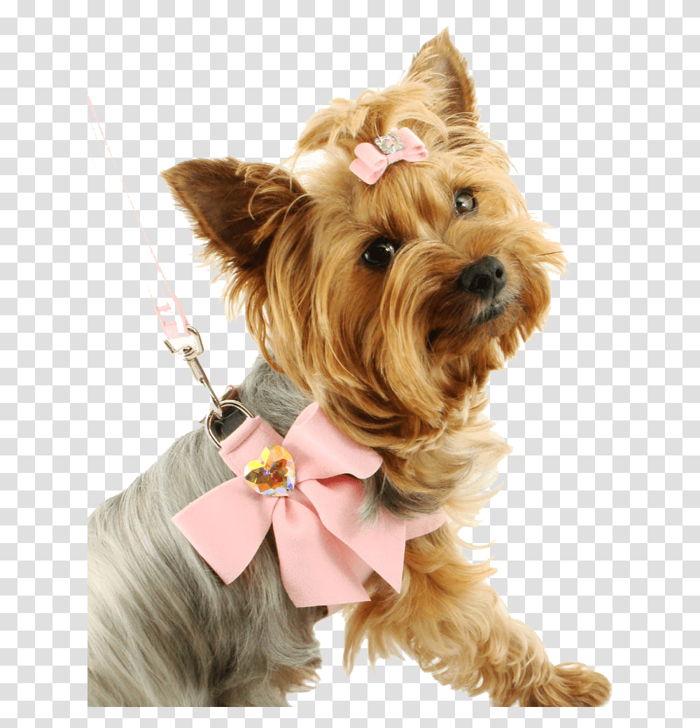 Fancy Small Dog, Pet, Canine, Animal, Mammal Transparent Png
