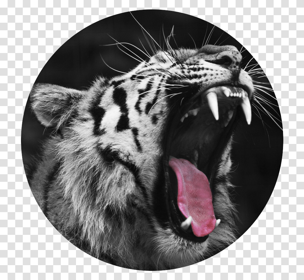 Fang Tumblr Angry Tiger Images Hd, Wildlife, Mammal, Animal, Cat Transparent Png