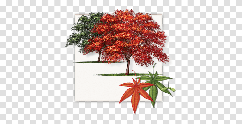Fannin Japanese Red Maple Trees Are Not Red Maple Tree In Dallas, Plant, Leaf Transparent Png