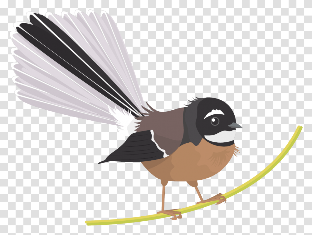 Fantail Bird, Animal, Wren, Jay, Mixer Transparent Png