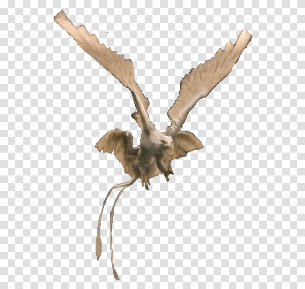 Fantastic Beasts Creature Thunderbird, Flying, Animal, Waterfowl, Vulture Transparent Png