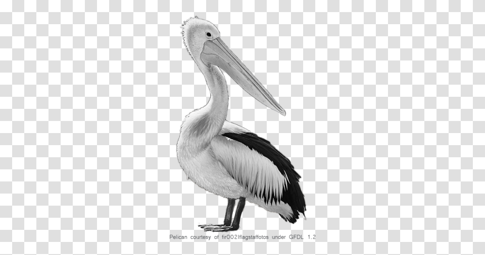 Fantastic Birds Pelicans Picture 2574 Transparentpng White Pelican, Animal, Beak Transparent Png