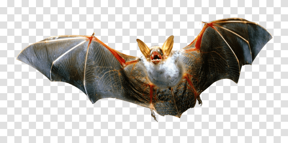 Fantasy, Animal, Bird, Bat Transparent Png