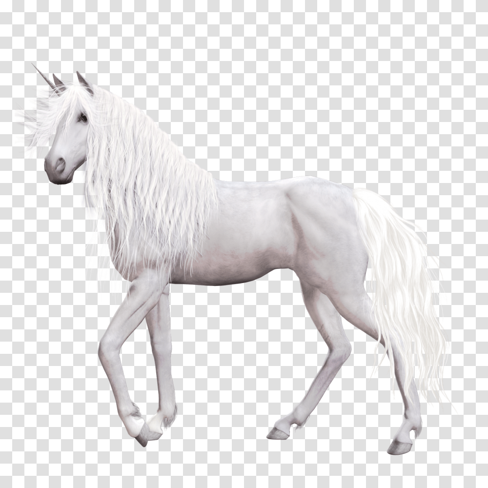 Fantasy, Horse, Mammal, Animal Transparent Png