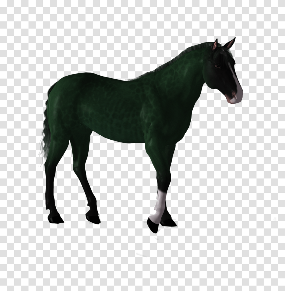 Fantasy Horse Stock, Mammal, Animal, Foal, Stallion Transparent Png