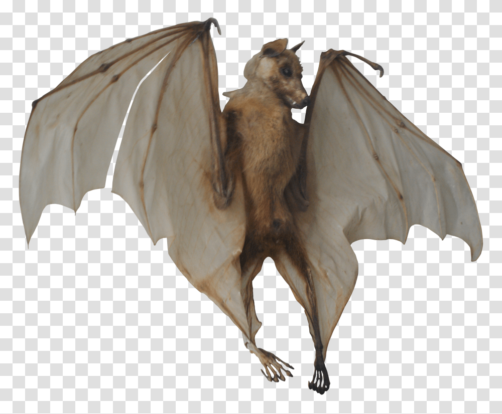 Fantasy, Wildlife, Animal, Mammal Transparent Png