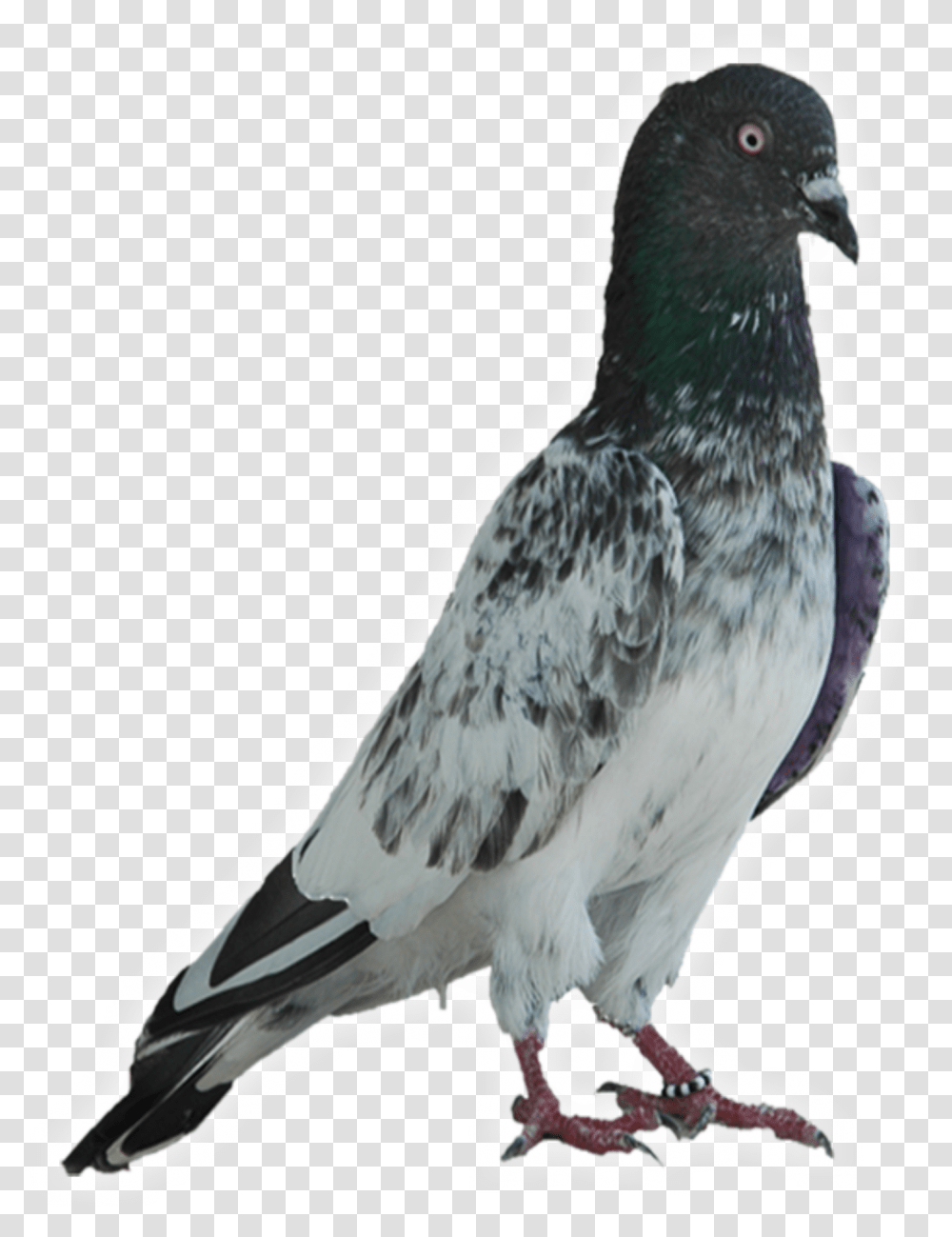 Faqirgul Original Faqeer Gul Kabootar, Bird, Animal, Pigeon, Dove Transparent Png