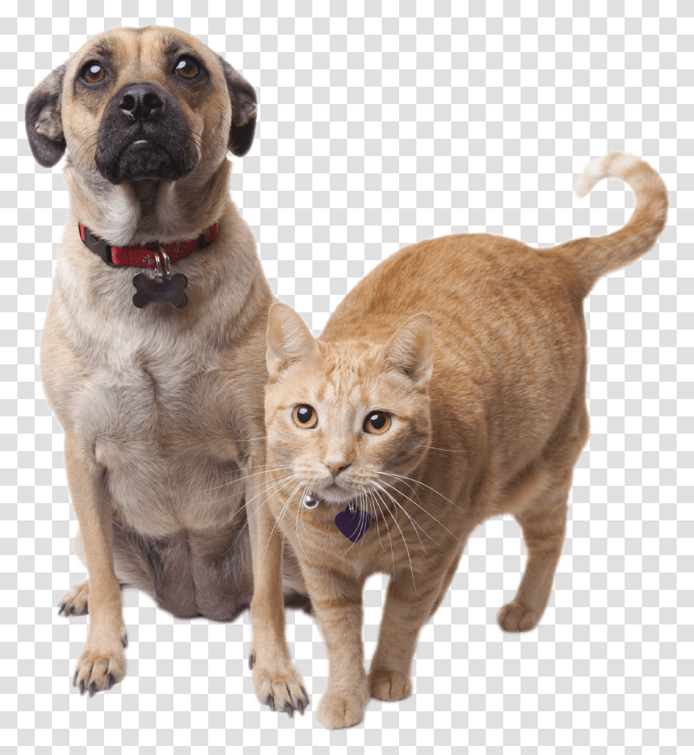 Faqs Willamette Humane Society Cat Dog Background, Pet, Mammal, Animal, Canine Transparent Png