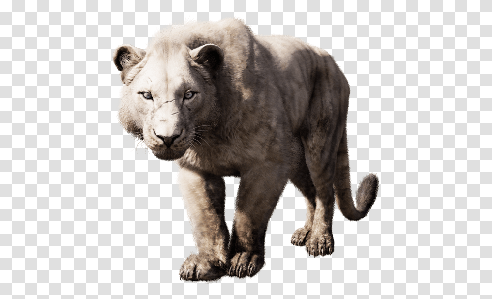 Far Cry Cave Lion, Wildlife, Mammal, Animal, Bear Transparent Png