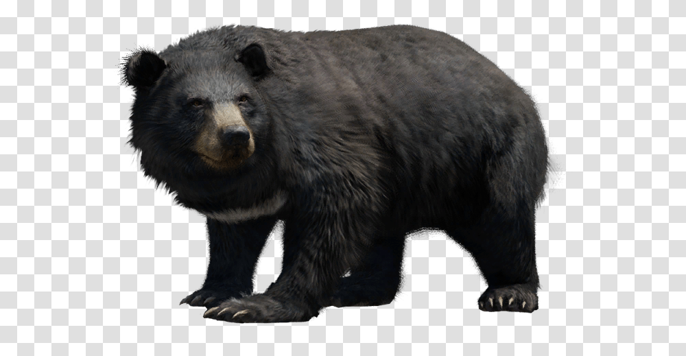 Far Cry Wiki American Black Bear, Wildlife, Mammal, Animal Transparent Png