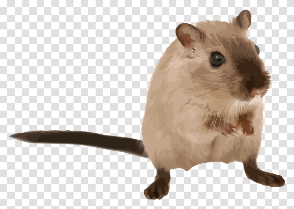 Farefawnmuridae, Animal, Rodent, Mammal, Bird Transparent Png