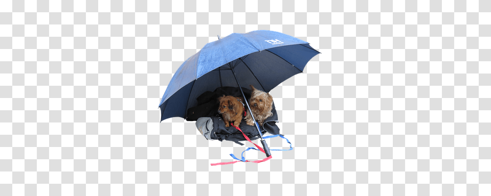 Farewell Animals, Umbrella, Canopy, Dog Transparent Png