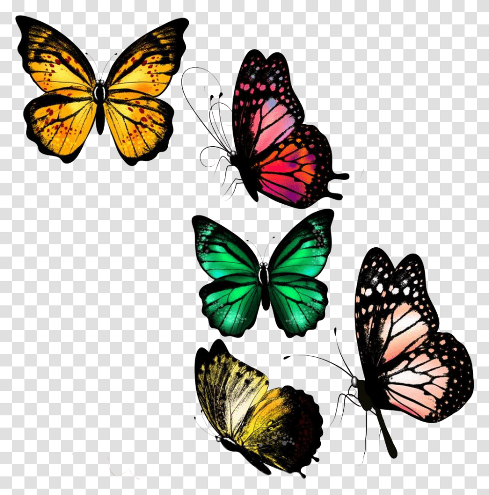 Farfalle Da Disegnare Realistiche, Monarch, Butterfly, Insect, Invertebrate Transparent Png