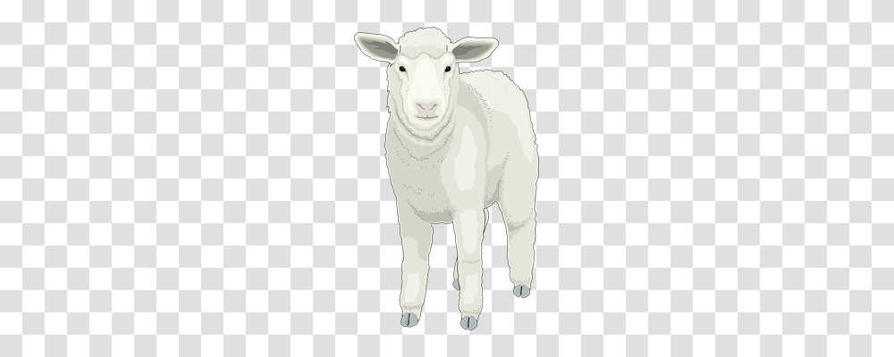 Farm Animals, Mammal, Wildlife, Goat Transparent Png