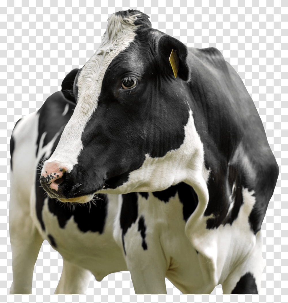 Farm Animal Practice, Cow, Cattle, Mammal, Dairy Cow Transparent Png