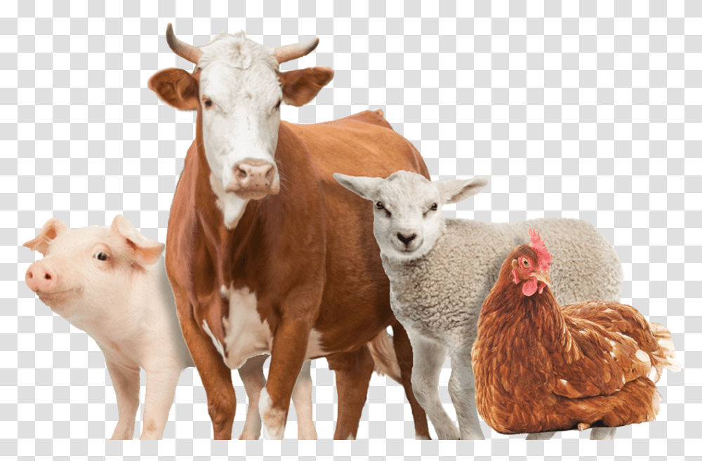 Farm Animals Farm Animals, Chicken, Poultry, Fowl, Bird Transparent Png