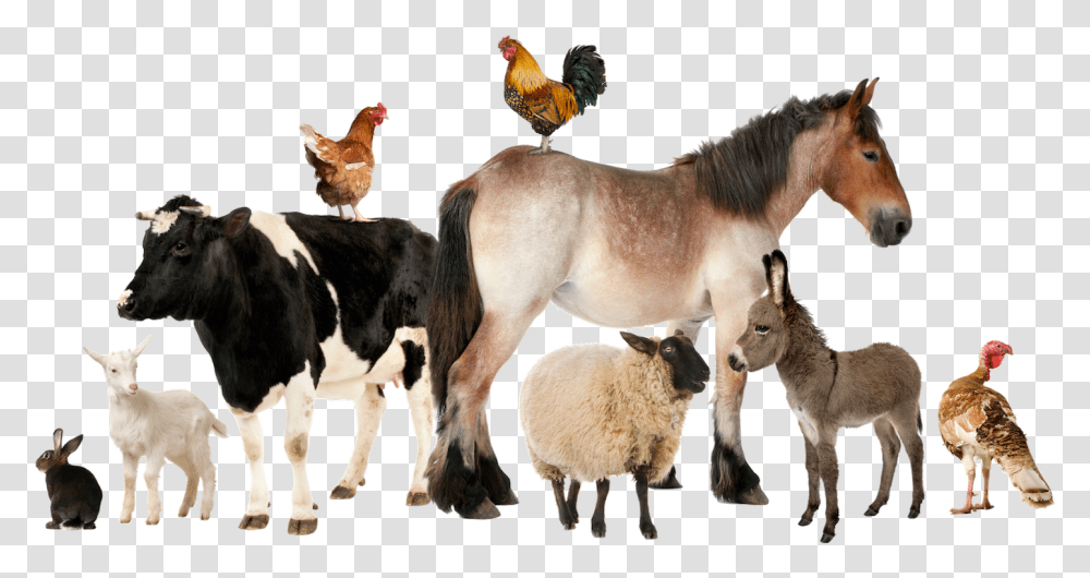 Farm Animals Group Of Farm Animals, Cow, Cattle, Mammal, Horse Transparent Png