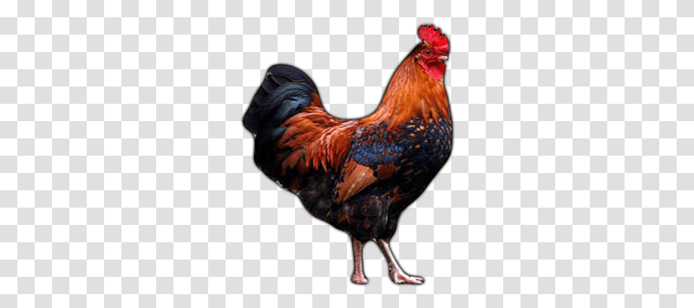 Farm Animals Rooster Learn About Rooster Rooster Lessons Farm Animals Rooster, Chicken, Poultry, Fowl, Bird Transparent Png
