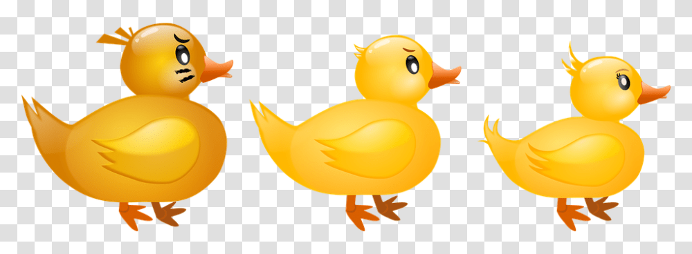 Farm Duck Five Little Duck, Bird, Animal, Fowl, Poultry Transparent Png