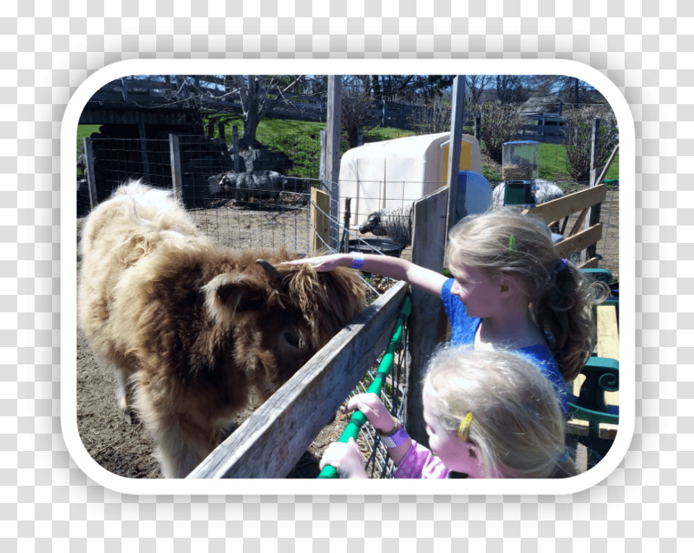 Farm Shetland Pony, Person, Bull, Mammal, Animal Transparent Png