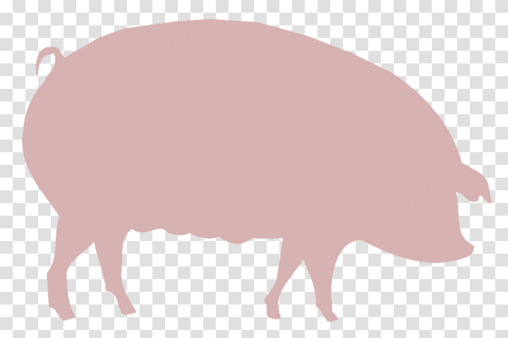 Farminganimals, Pig, Mammal, Hog, Piggy Bank Transparent Png