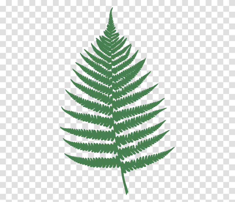 Farn, Nature, Plant, Green, Fern Transparent Png