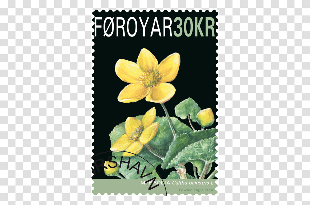 Faroe Islands National Flower, Plant, Postage Stamp, Blossom Transparent Png