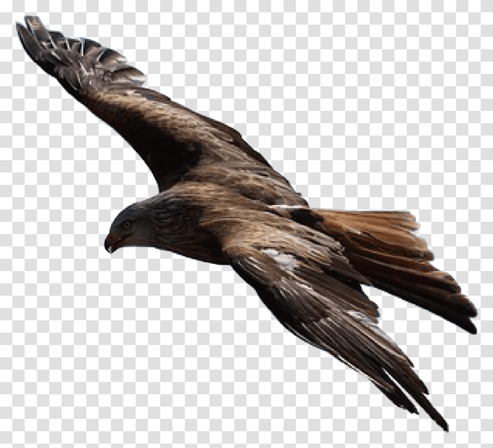 Fascist Eagle Golden Eagle Flying, Bird, Animal, Kite Bird, Hawk Transparent Png