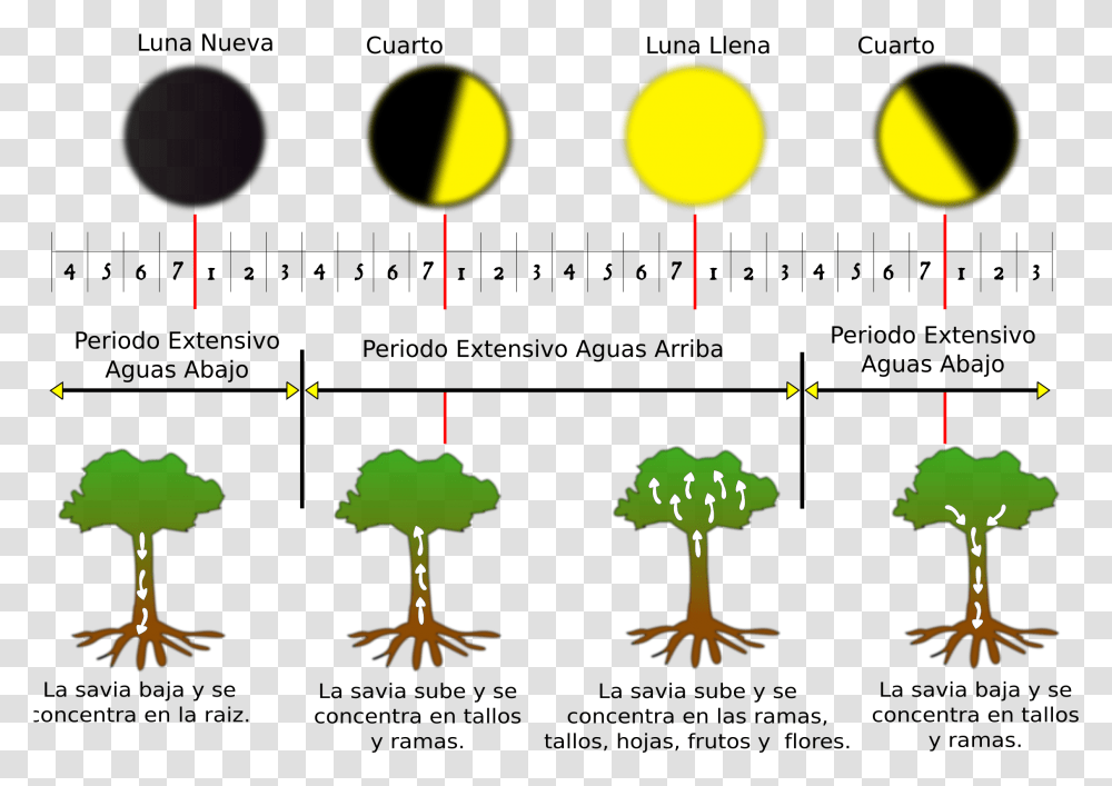 Fases De La Luna Clip Arts Moon Phase Wheel Southern Hemisphere, Plant, Amphibian, Wildlife, Animal Transparent Png