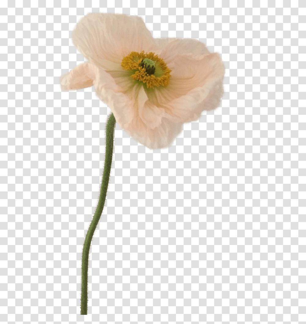 Fast Flower Video Negative Space Arrangement With Poppies White Poppy, Plant, Pollen, Blossom, Petal Transparent Png