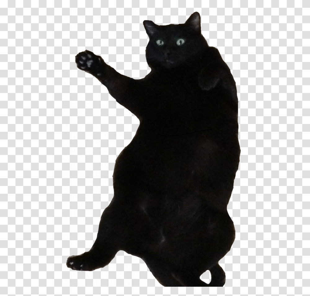 Fat Black Bombay Cat, Pet, Mammal, Animal, Silhouette Transparent Png
