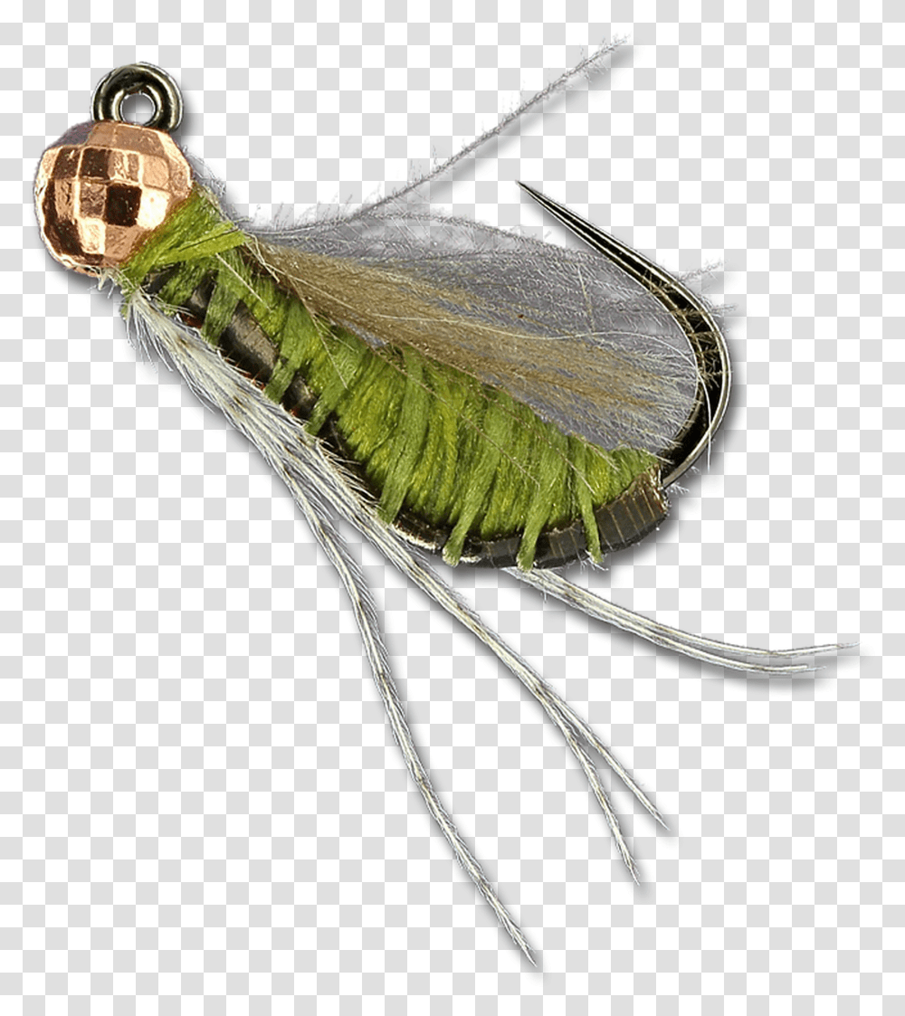 Fat Caddass Olive Callophrys, Insect, Invertebrate, Animal, Dragonfly Transparent Png