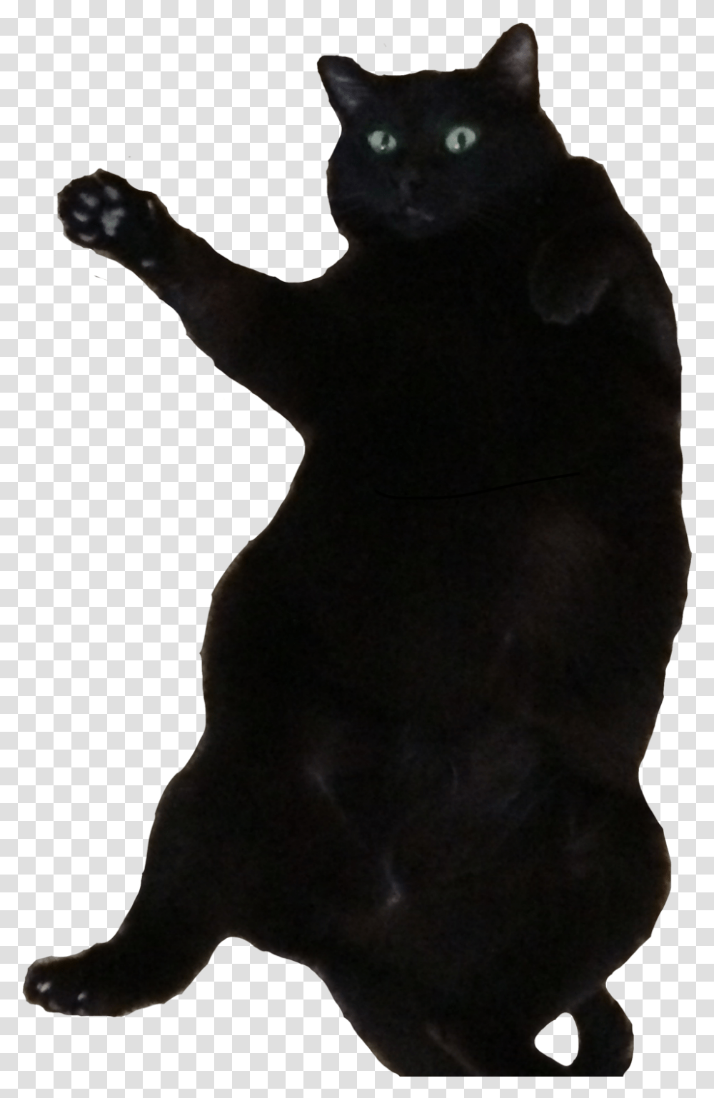 Fat Cat Fat Black Bombay Cat, Pet, Mammal, Animal, Hand Transparent Png
