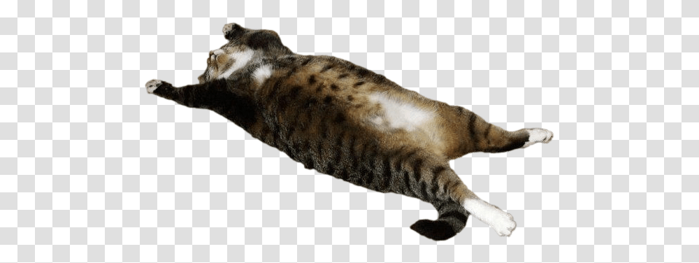 Fat Cat Fat Cat, Panther, Wildlife, Mammal, Animal Transparent Png