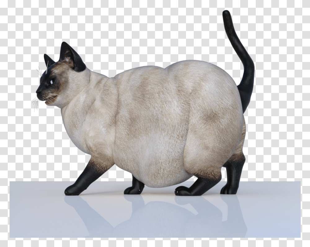 Fat Cat Fat Cats, Pet, Mammal, Animal, Siamese Transparent Png